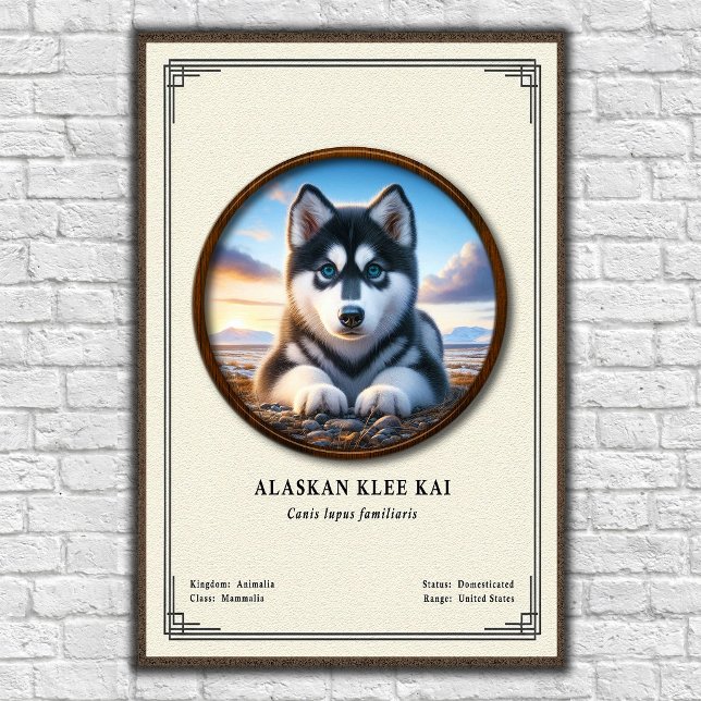 Alaskan Klee Kai Zoologi Serie Poster (Skapare uppladdad)