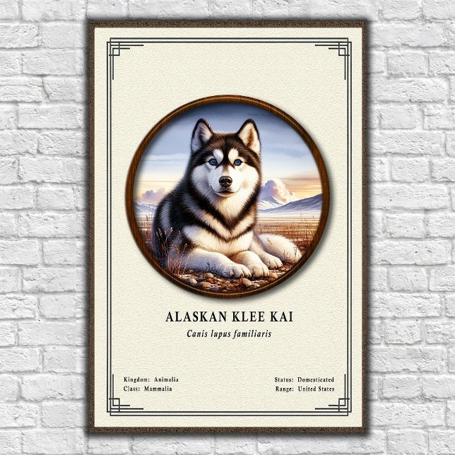 Alaskan Klee Kai Zoologi Serie Poster (Skapare uppladdad)