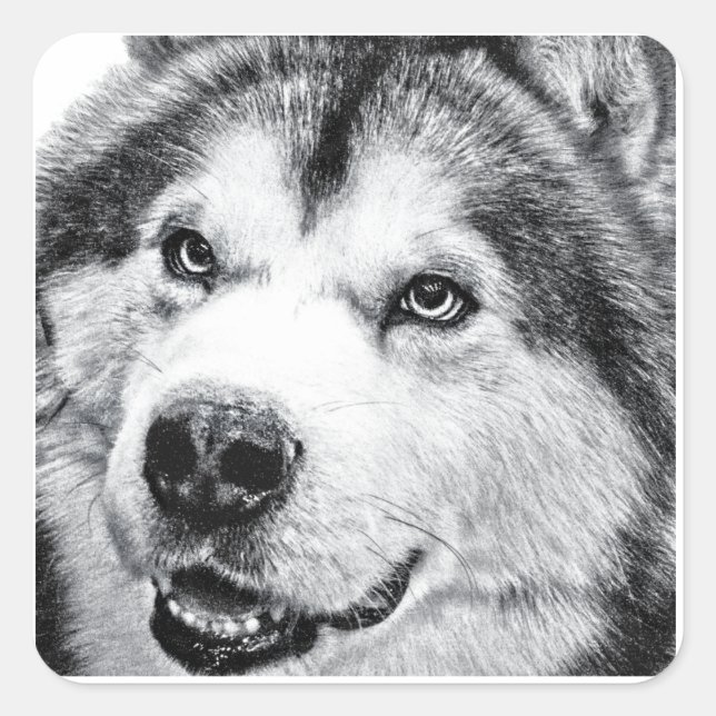ALASKAN MALAMUTE FYRKANTIGT KLISTERMÄRKE (Framsida)