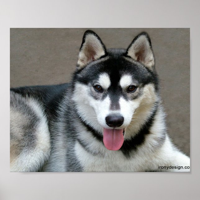 Alaskan Malamute Hundar Poster (Framsidan)