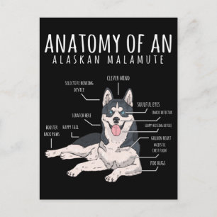 Alaskan Malamute Rolig Hundägare Vykort