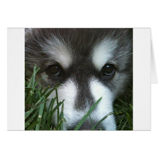 Alaskan Malamute Valp Hälsningskort