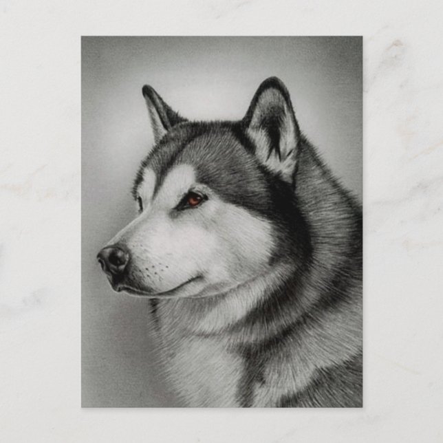 Alaskan Malamute Valp Hund Postkort Vykort (Framsida)