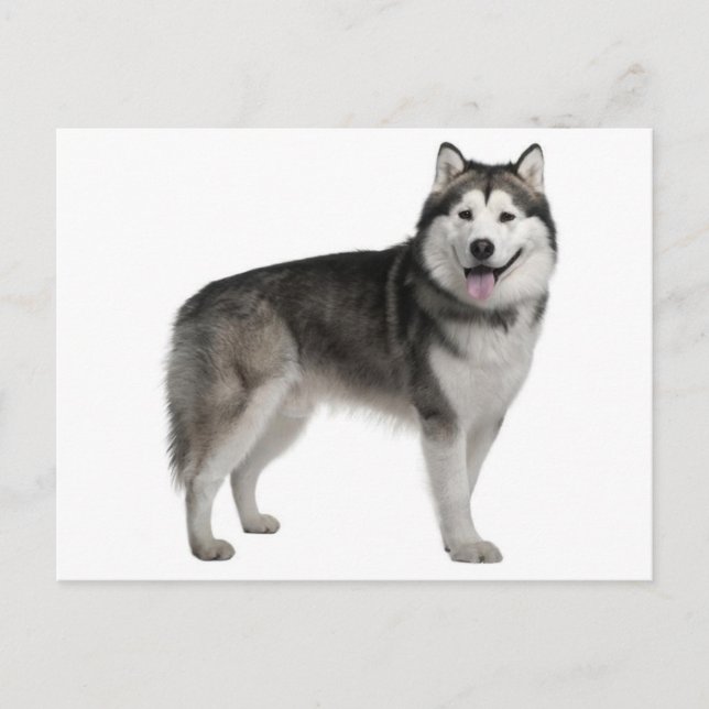 Alaskan Malamute Valp Hund Postkort Vykort (Framsida)
