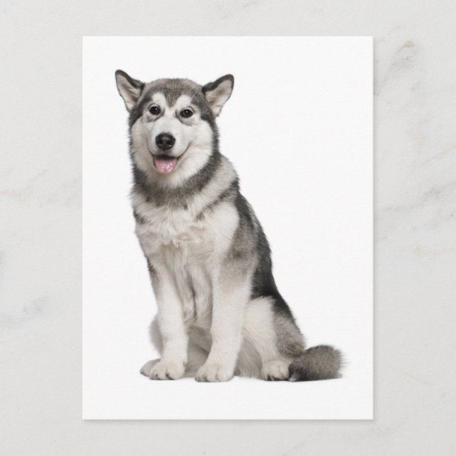 Alaskan Malamute Valp Hund Postkort Vykort (Framsida)