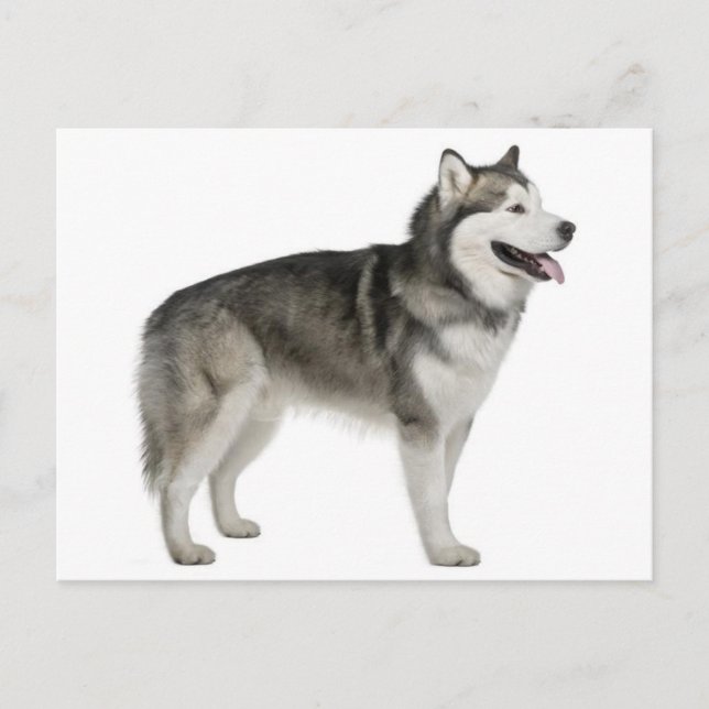 Alaskan Malamute Valp Hund Postkort Vykort (Framsida)
