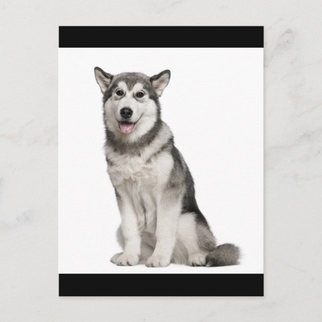 Alaskan Malamute Valp Hund Postkort Vykort (Framsida)