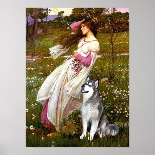 Alaskan Malamute  - Vindblommor Poster (Framsidan)