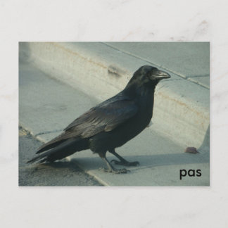 alaskan raven vykort