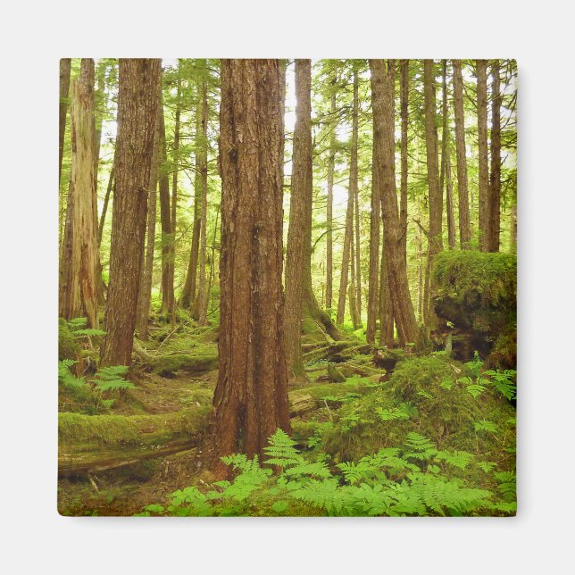 Alaskan Temperate Rainforest Magnet (Framsidan)