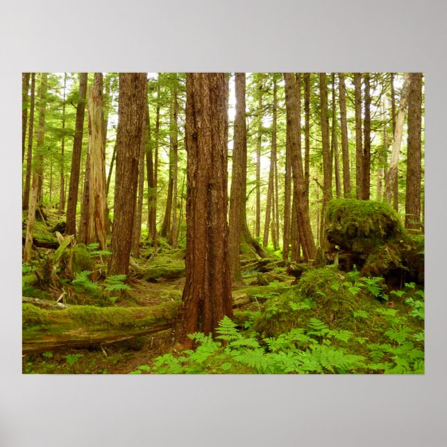 Alaskan Temperate Rainforest Poster (Framsidan)