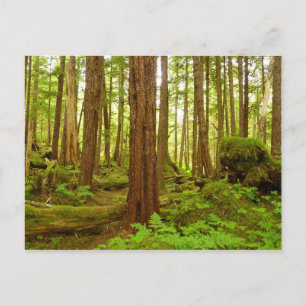 Alaskan Temperate Rainforest Vykort