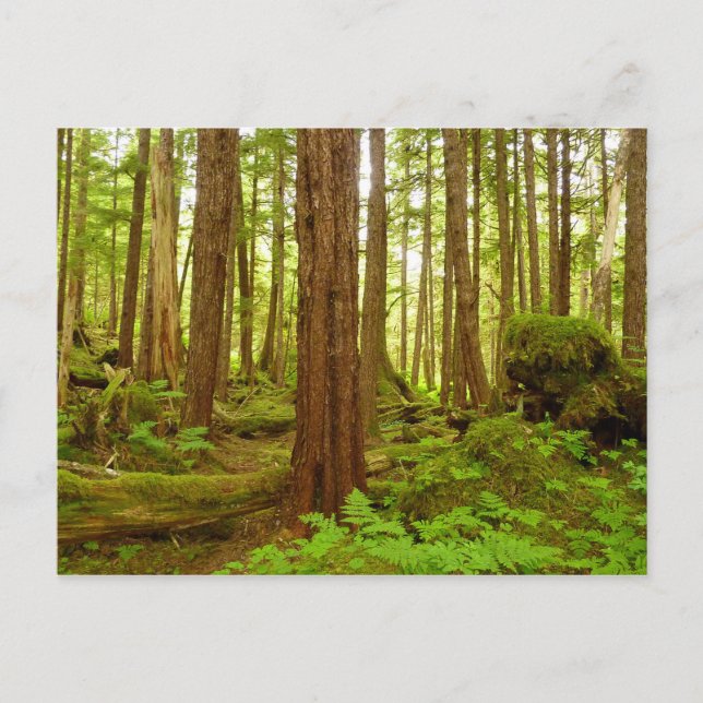 Alaskan Temperate Rainforest Vykort (Framsida)
