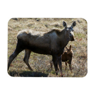 Alaskansk älgko med kalv magnet