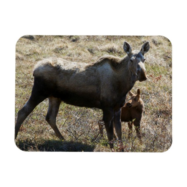 Alaskansk älgko med kalv magnet (Horisontell)
