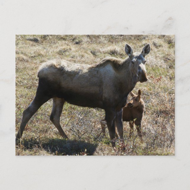 Alaskansk älgko med kalv vykort (Framsida)