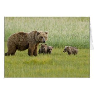 Alaskansk brunbjörnshona och tre ungar, Ursus Hälsningskort