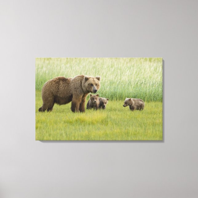 Alaskansk brunbjörnsso och tre ungar, Ursus Canvastryck (Framsida)