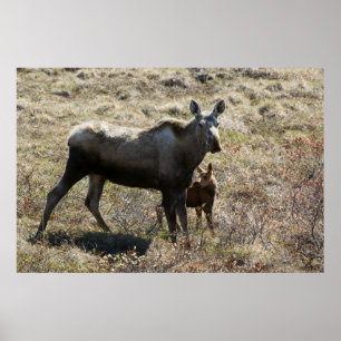 Alaskansk ko älg med kalv poster