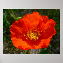 Alaskansk Röd Vallmo Färgrik Blomma