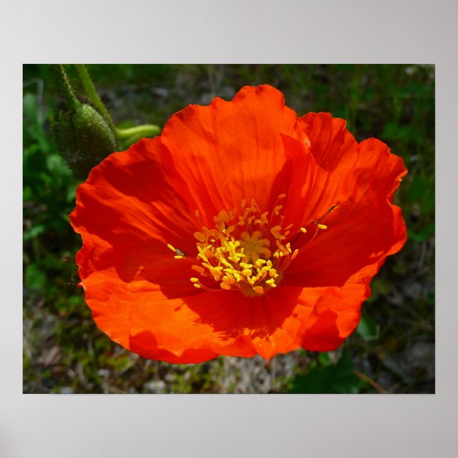 Alaskansk Röd Vallmo Färgrik Blomma Poster (Framsidan)