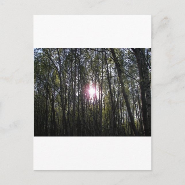 Alaskansk sol vykort (Framsida)