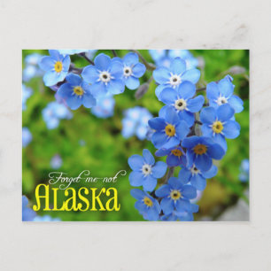 Alaskas statsblomma: Glöm mig-inte Vykort