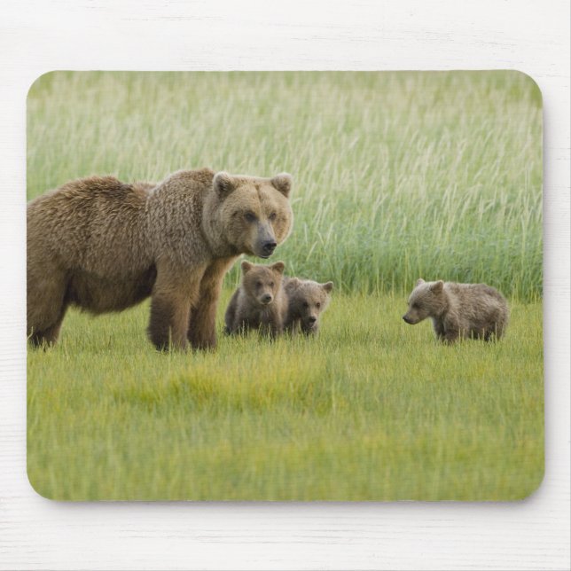 Alaskisk Brun Björnso och tre ungar, Ursus Musmatta (Framsidan)