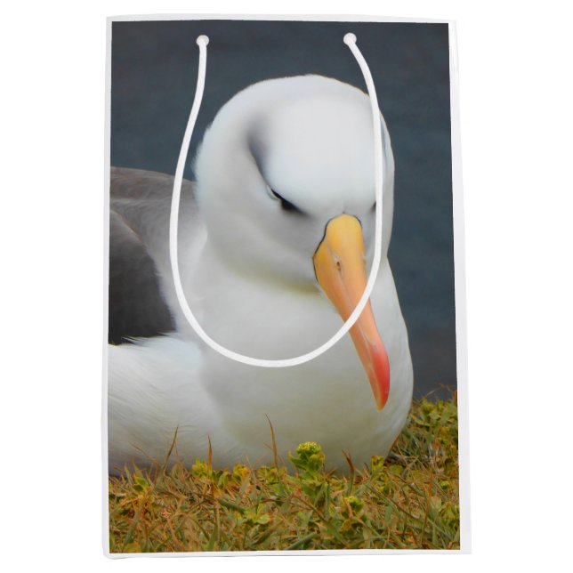 Albatross Bird utanför Nya Zeelands kusten (Framsidan)