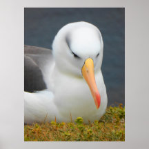 Albatross Bird utanför Nya Zeelands kusten