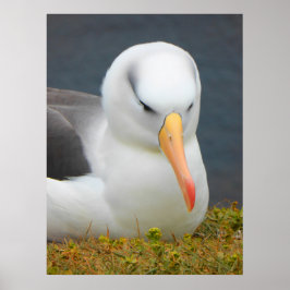Albatross Bird utanför Nya Zeelands kusten Poster
