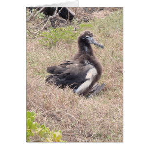 Albatross Chick Hälsningskort
