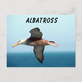 Albatross Flies Vykort