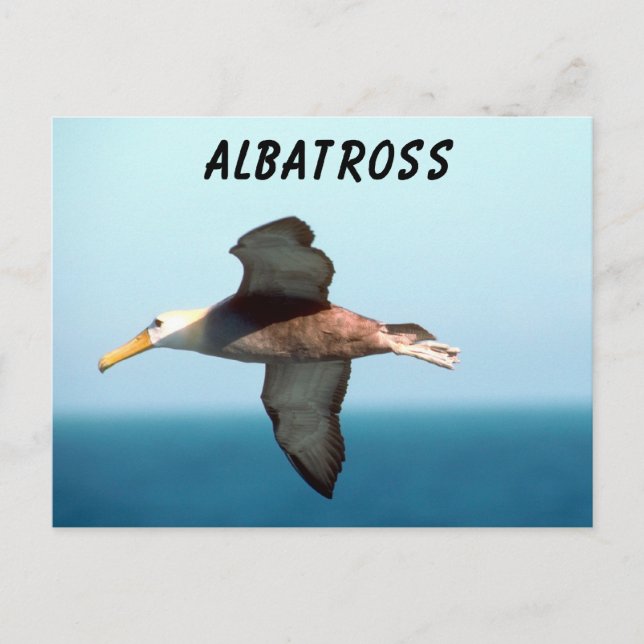Albatross Flies Vykort (Framsida)