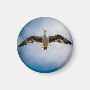 Albatross Magnet