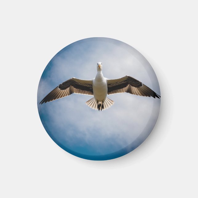 Albatross Magnet (Framsidan)