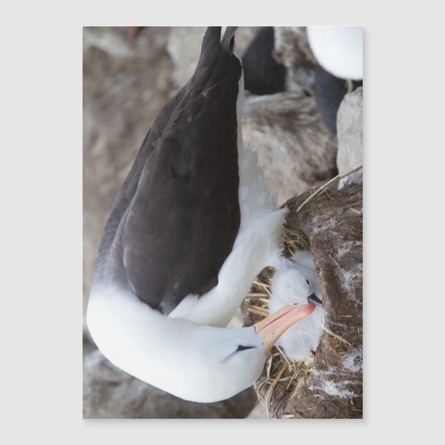 Albatross med chick (Framsida)