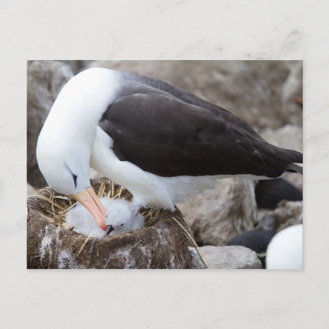 Albatross med chick vykort (Framsida)