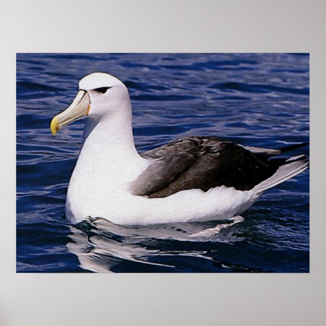 Albatross Poster (Framsidan)