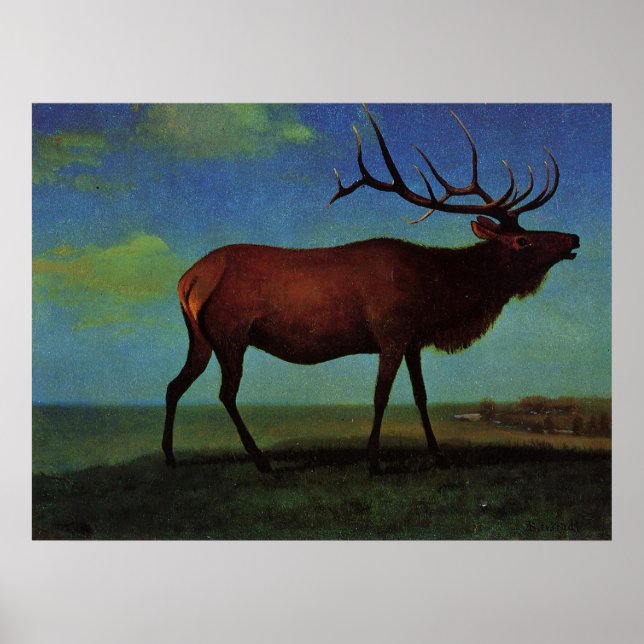 Albert Bierstadt, Elk Poster (Framsidan)