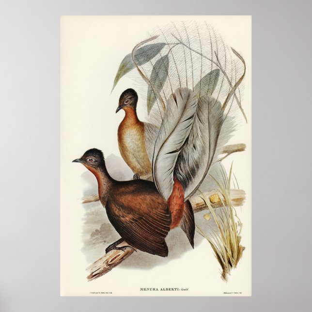 Albert Lyre-Bird (Menura Alberti) illustrerad av E Poster (Framsidan)