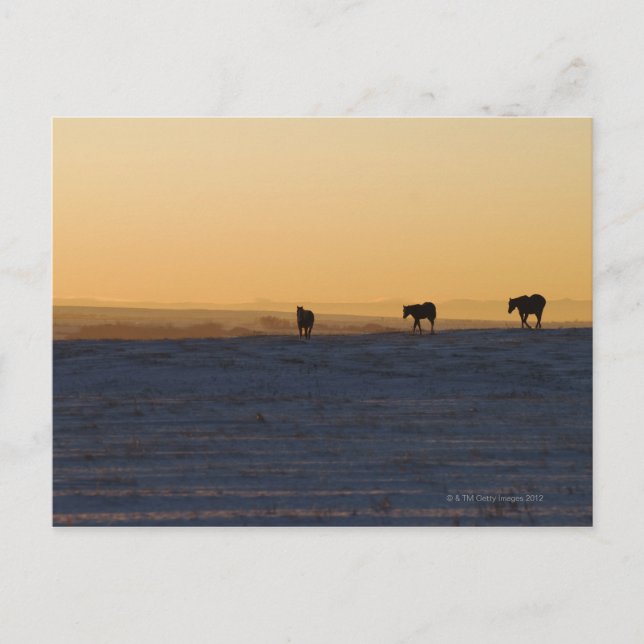 Alberta, Kanada 3 Vykort (Framsida)