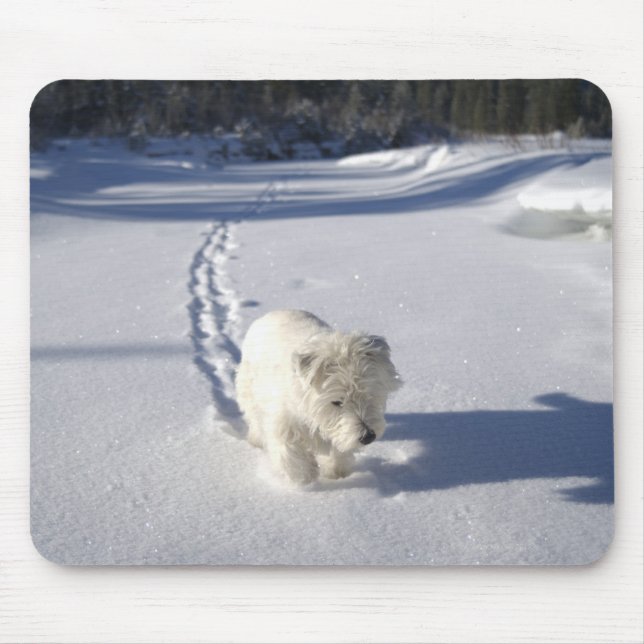 Alberta, Kanada Musmatta (Framsidan)