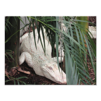 Albino Alligator Fototryck