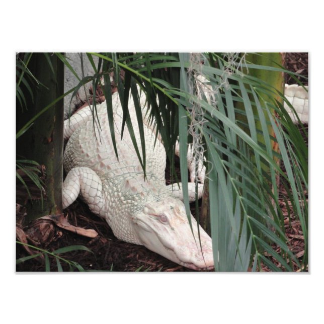 Albino Alligator Fototryck (Framsidan)