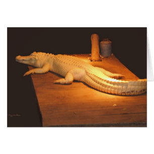 Albino Alligator Hälsningskort