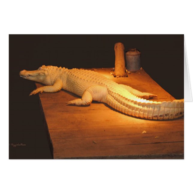 Albino Alligator Hälsningskort (Framsidan Horizontal)