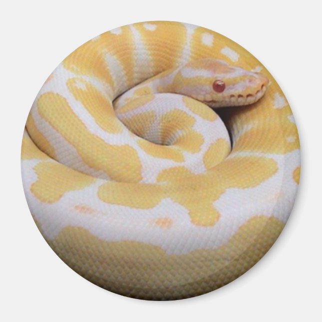 Albino Boll Python Magnet (Framsidan)