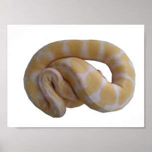 Albino Boll Python Poster