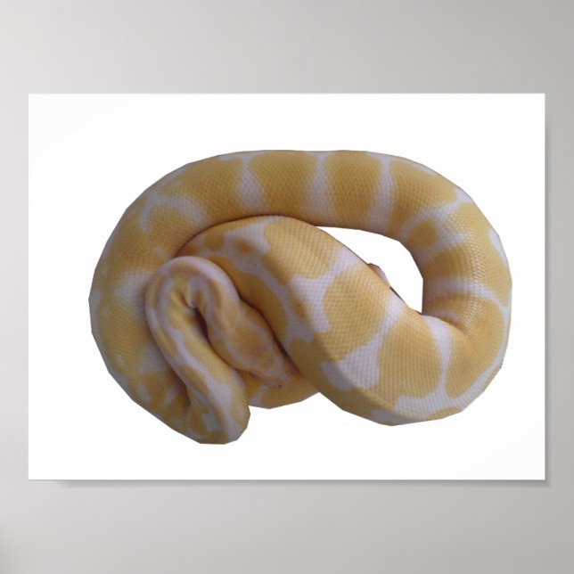 Albino Boll Python Poster (Framsidan)